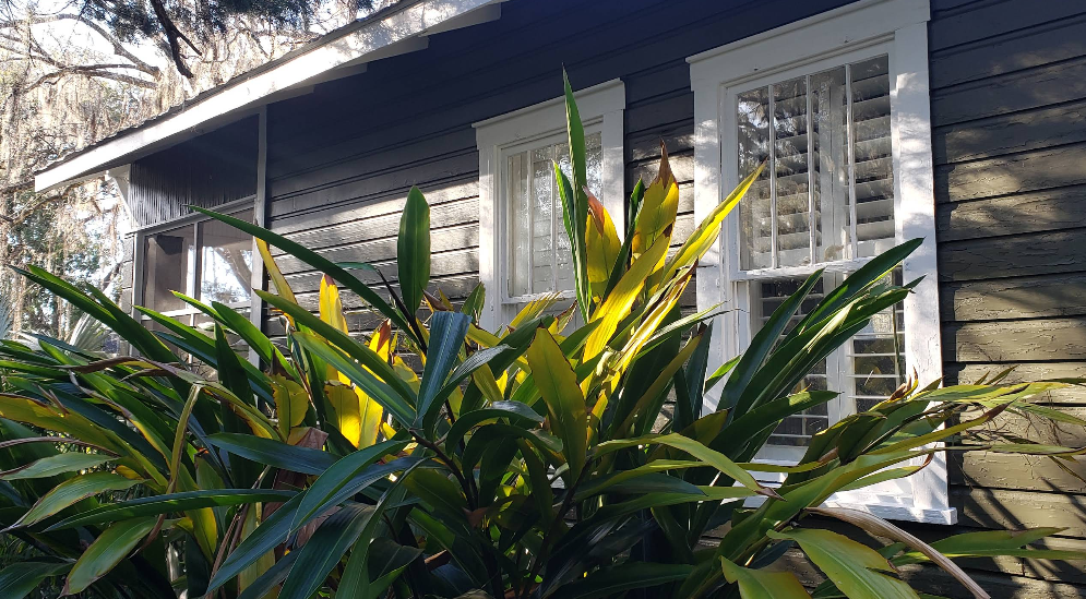 Home exterior painted in dark gray with white trim windows and tropical landscaping in foreground
