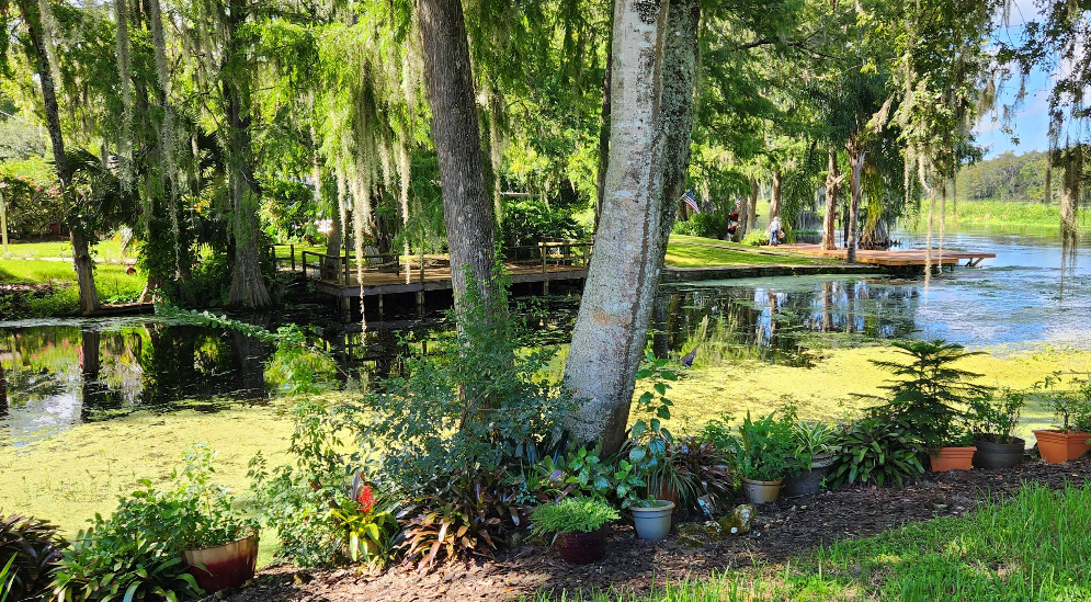 Natural lakeside setting with wooden deck and dock surrounded by moss-draped trees and water lilies