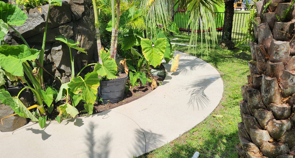 Curved light beige painted concrete walkway through tropical garden with elephant ear plants and palm trees