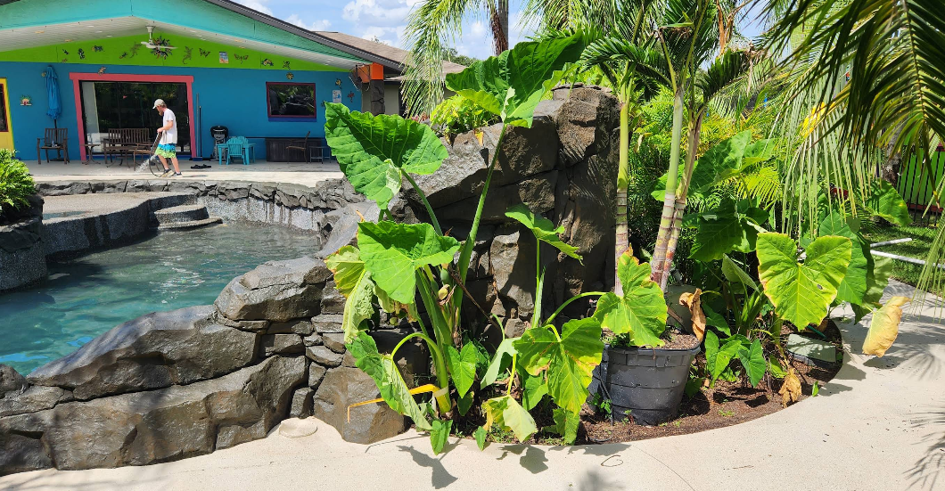 Custom pool with rock waterfall feature and light painted concrete deck surrounded by tropical landscaping